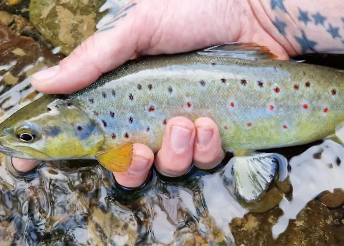 Best Brent Hotels in Barnstaple, UK