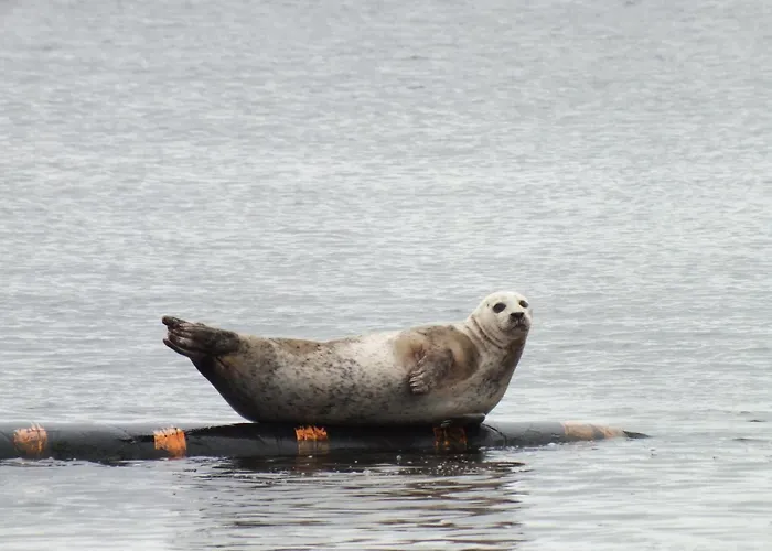 Top Dog-Friendly Hotels in Troon, Scotland