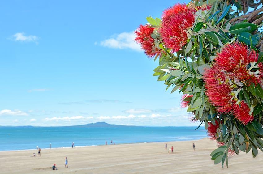 Les fleurs rouges de Pohutukawa fleurissent au mois de décembre sur la rive nord d'Auckland, en Nouvelle-Zélande.